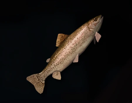 RAINBOW_TROUT(RAW).png