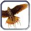 hawk.png hawk.png