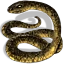 yellow-green-snake.png