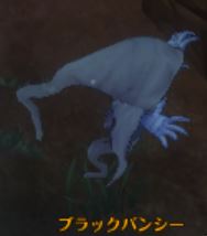 ブラックバンシー.JPG