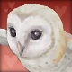Pet_Owl.png
