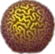 Brain_Coral_Icon.png