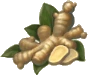 Ginger_Icon.png