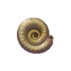 Ammonite.png