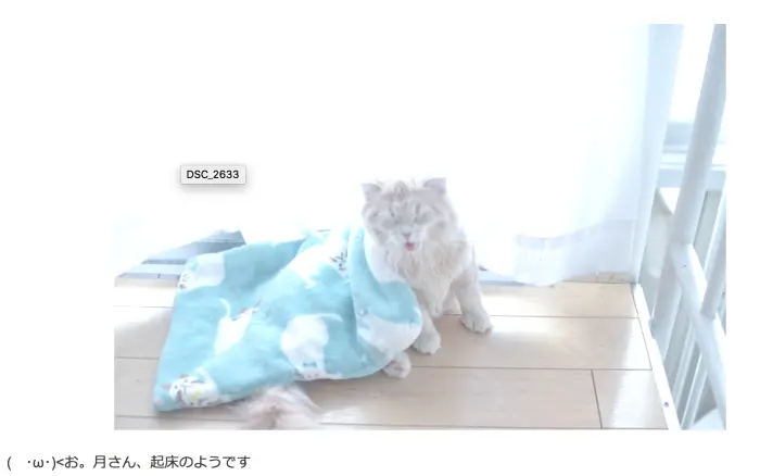 猫好きなのか 猫マンガ家うだま まとめ Wiki 猫好きなのか 猫マンガ家うだま まとめ Wiki