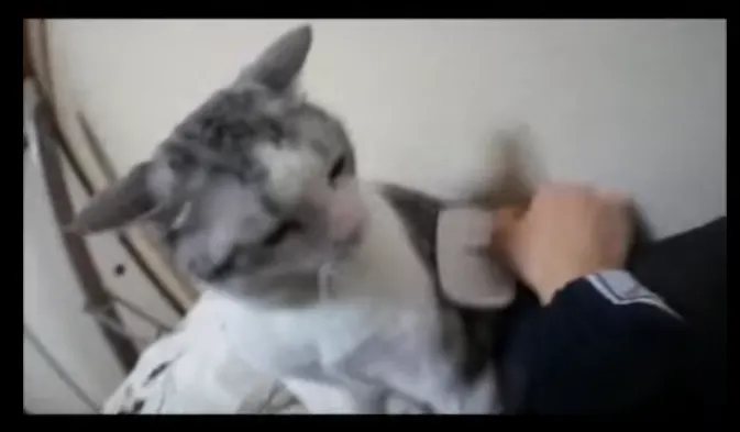 猫好きなのか 猫マンガ家うだま まとめ Wiki 猫好きなのか 猫マンガ家うだま まとめ Wiki