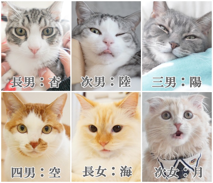 猫 猫マンガ家うだま まとめ Wiki