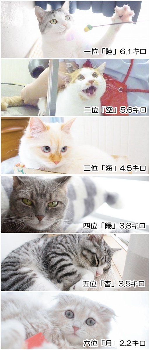 猫 猫マンガ家うだま まとめ Wiki