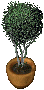 potted-tree-1.gif