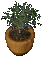 potted-tree-2.gif