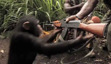 Ape-Shoots-AK-47.jpg
