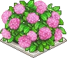桃色の紫陽花の植垣.png