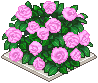 桃薔薇の植垣.png