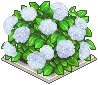 白い紫陽花の植垣.png