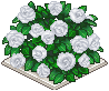 白薔薇の植垣.png