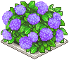 紫の紫陽花の植垣.png