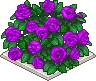 紫薔薇の植垣.png