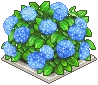 青い紫陽花の植垣.png