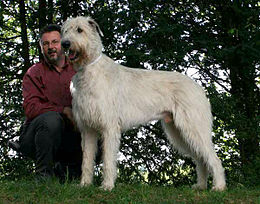 犬種 Jkc 10g 視覚ハウンド アイリッシュ ウルフハウンド Irish Wolfhound Wan Words Wiki