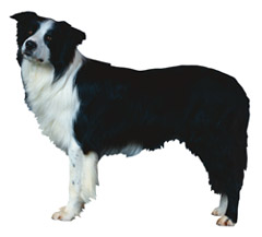 犬種 Jkc 1g 牧羊犬 牧畜犬 ボーダー コリー Border Collie Wan Words Wiki