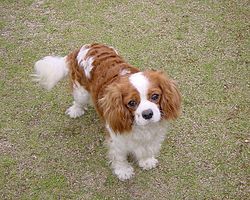 犬種 Jkc 9g 愛玩犬 キャバリア キング チャールズ スパニエル Cavalier King Charles Spaniel Wan Words Wiki