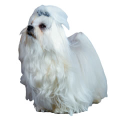 犬種 Jkc 9g 愛玩犬 マルチーズ Maltese Wan Words Wiki