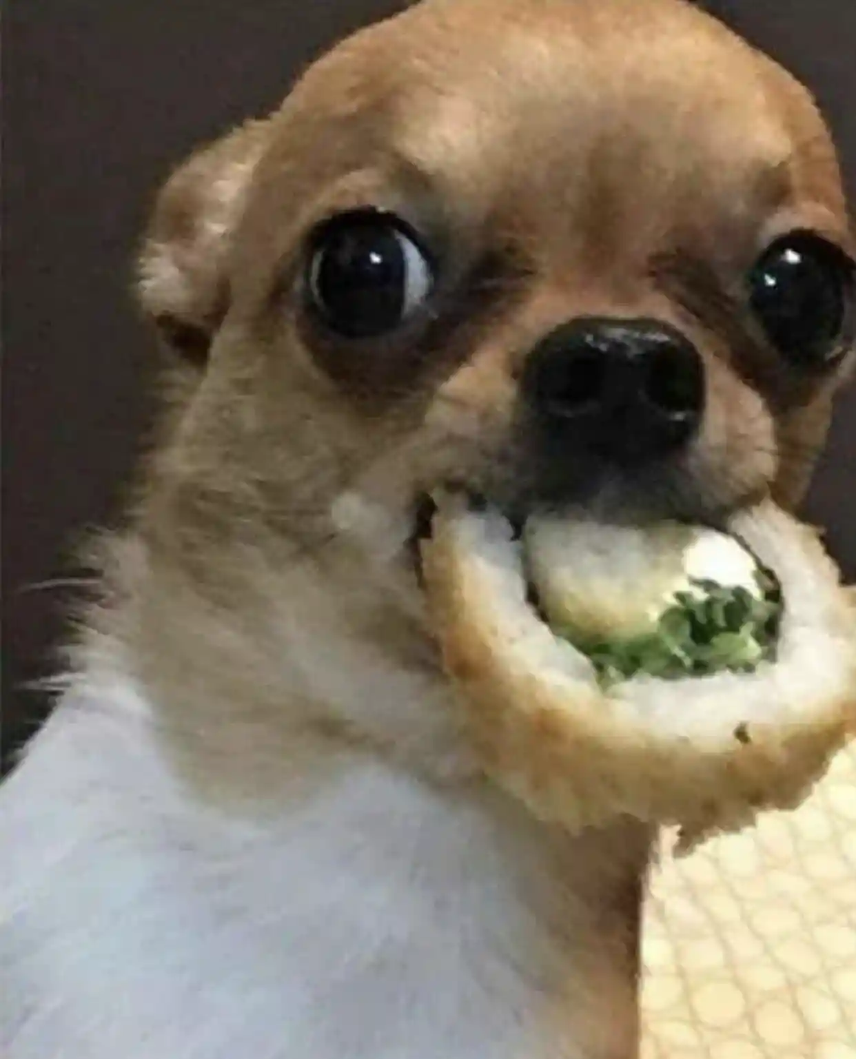 寿司を食べる犬の図