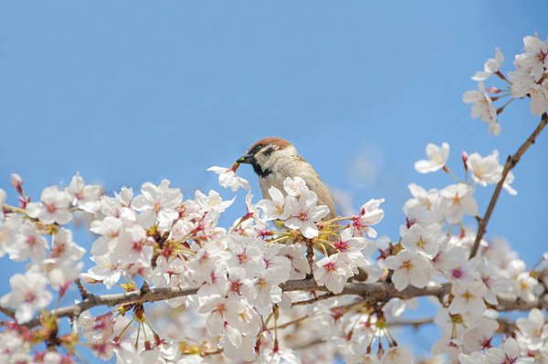 さくら「花食べるのやめてくだち！」