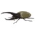 sapphire_1400_Hercules Beetle.jpg