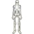 sapphire_1500_anatomical model of the human body.jpg