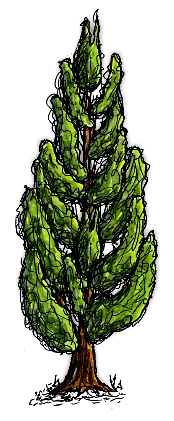 ロンバルディアポプラの木/Lombardy Poplar Tree