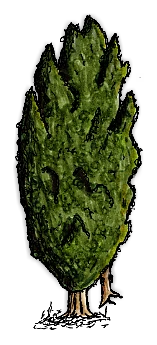 イチイの木(枝)/Yew Tree - Branch